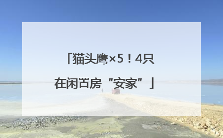 猫头鹰×5！4只在闲置房“安家”