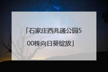石家庄西兆通公园500株向日葵绽放