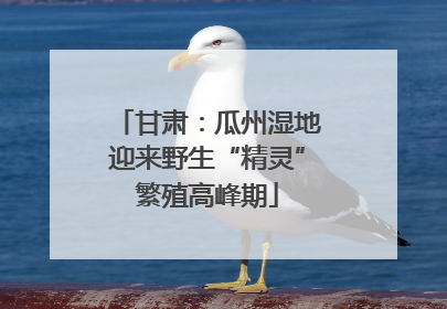 甘肃：瓜州湿地迎来野生“精灵”繁殖高峰期