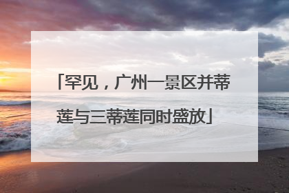 罕见，广州一景区并蒂莲与三蒂莲同时盛放