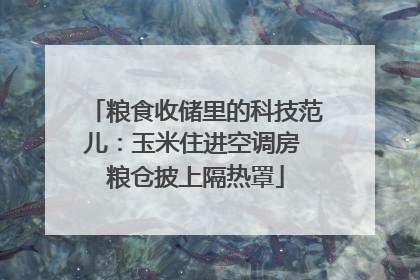 粮食收储里的科技范儿:玉米住进空调房 粮仓披上隔热罩