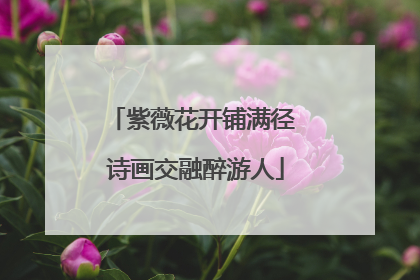 紫薇花开铺满径 诗画交融醉游人