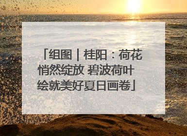组图｜桂阳：荷花悄然绽放 碧波荷叶绘就美好夏日画卷