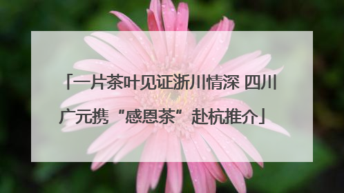 一片茶叶见证浙川情深 四川广元携“感恩茶”赴杭推介
