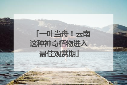 一叶当舟！云南这种神奇植物进入最佳观赏期