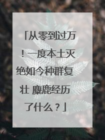 从零到过万！一度本土灭绝如今种群复壮 麋鹿经历了什么？