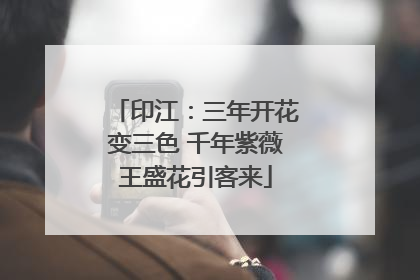印江：三年开花变三色 千年紫薇王盛花引客来