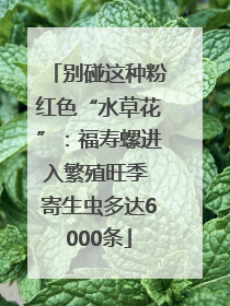 别碰这种粉红色“水草花”：福寿螺进入繁殖旺季 寄生虫多达6000条