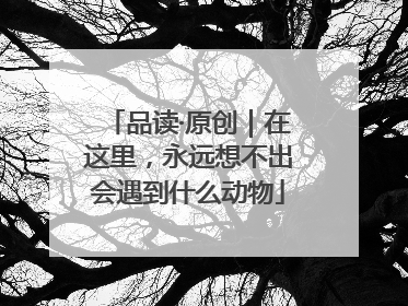 品读·原创｜在这里，永远想不出会遇到什么动物