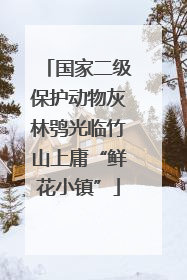 国家二级保护动物灰林鸮光临竹山上庸“鲜花小镇”