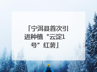 宁洱县首次引进种植“云淀1号”红薯