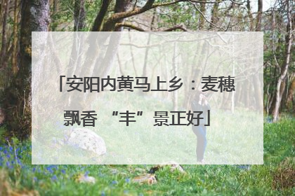 安阳内黄马上乡：麦穗飘香 “丰”景正好