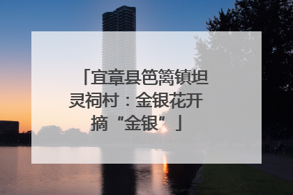 宜章县笆篱镇坦灵祠村：金银花开摘“金银”