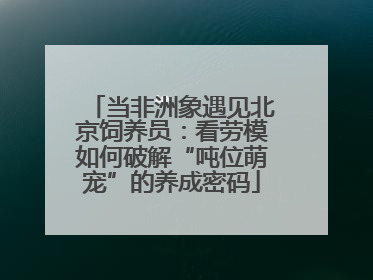 当非洲象遇见北京饲养员：看劳模如何破解“吨位萌宠”的养成密码
