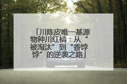 川陈皮唯一基源物种川红橘：从“被淘汰”到“香饽饽”的逆袭之路