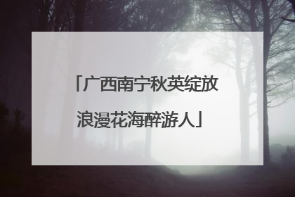 广西南宁秋英绽放 浪漫花海醉游人