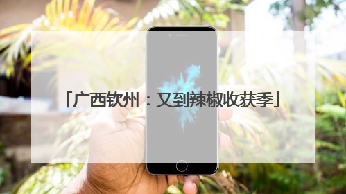广西钦州：又到辣椒收获季