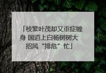 枝繁叶茂却又重症缠身 国道上白杨树树大招风“排危”忙