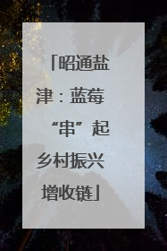 昭通盐津：蓝莓“串”起乡村振兴增收链