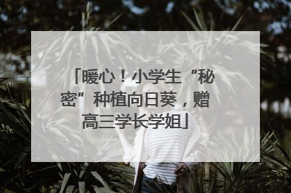 暖心！小学生“秘密”种植向日葵，赠高三学长学姐