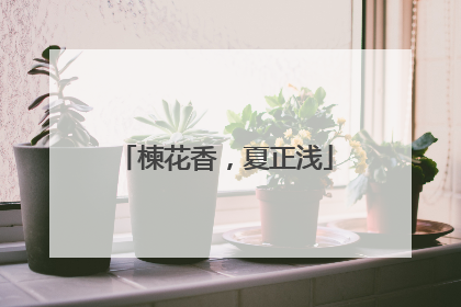 楝花香，夏正浅