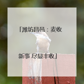 潍坊昌邑：麦收新事 尽显丰收