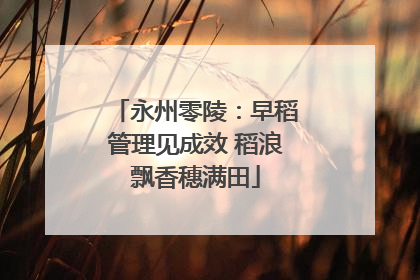 永州零陵：早稻管理见成效 稻浪飘香穗满田