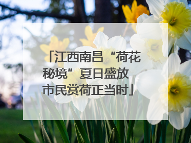 江西南昌“荷花秘境”夏日盛放 市民赏荷正当时