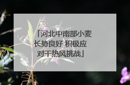 河北中南部小麦长势良好 积极应对干热风挑战