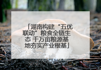 湖南构建“五优联动”粮食全链生态 千万亩粮源基地夯实产业根基