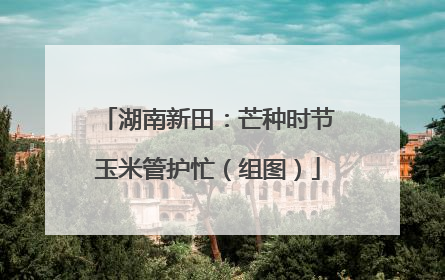 湖南新田：芒种时节玉米管护忙（组图）