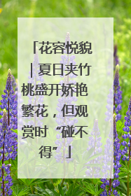 花容悦貌｜夏日夹竹桃盛开娇艳繁花，但观赏时“碰不得”