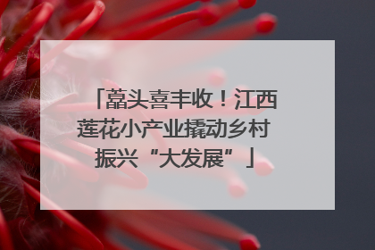 藠头喜丰收！江西莲花小产业撬动乡村振兴“大发展”