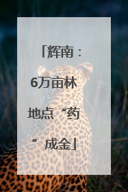 辉南：6万亩林地点“药”成金