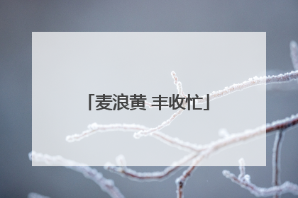 麦浪黄 丰收忙