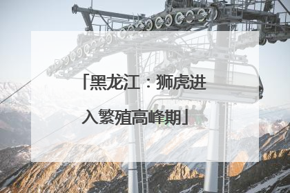 黑龙江：狮虎进入繁殖高峰期