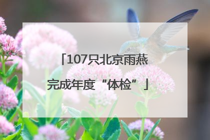 107只北京雨燕完成年度“体检”