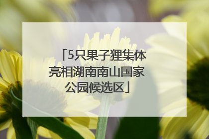 5只果子狸集体亮相湖南南山国家公园候选区